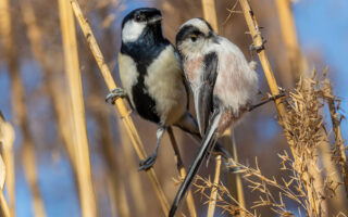 洗足池のシジュウカラとエナガ