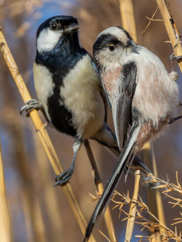 洗足池のシジュウカラとエナガ