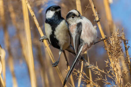 洗足池のシジュウカラとエナガ