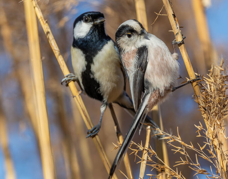 洗足池のシジュウカラとエナガ