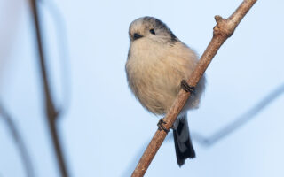 ふれあい松戸川のエナガ