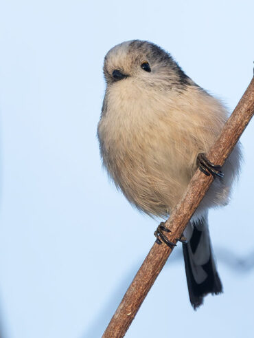 ふれあい松戸川のエナガ
