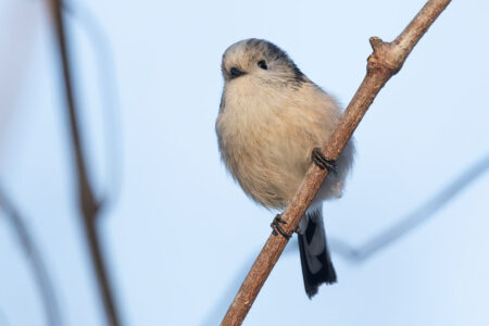 ふれあい松戸川のエナガ