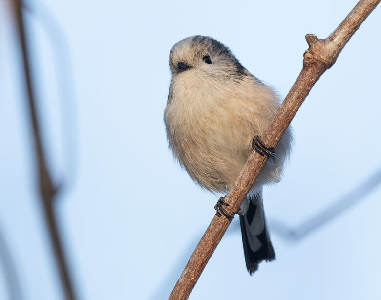 ふれあい松戸川のエナガ