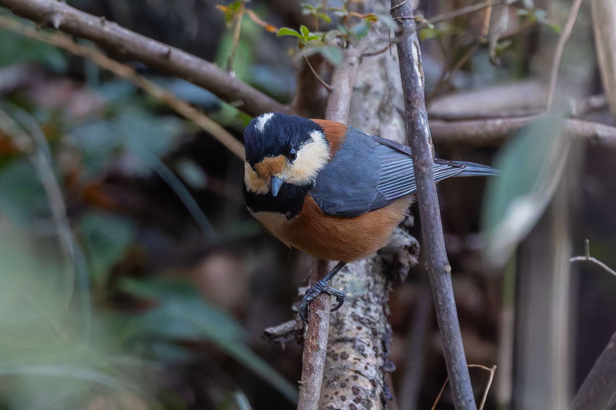 北本自然観察公園のヤマガラ