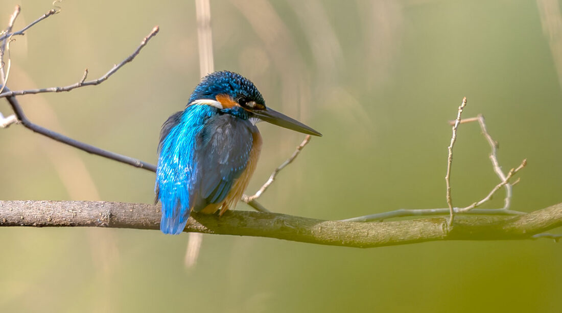 洗足池のカワセミ