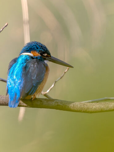 洗足池のカワセミ