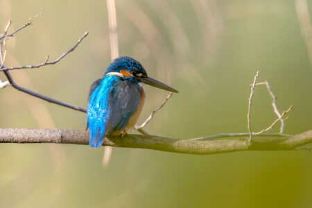 洗足池のカワセミ