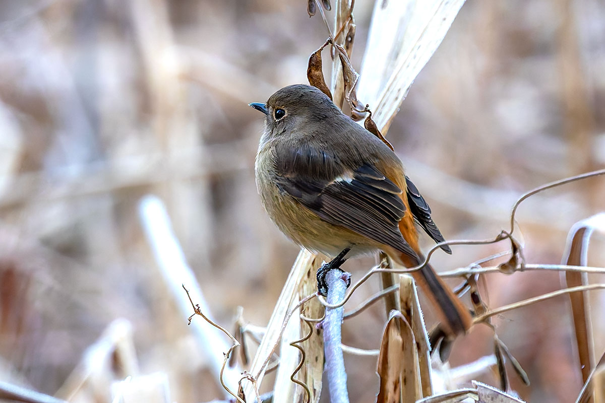 北本自然観察公園のジョウビタキ