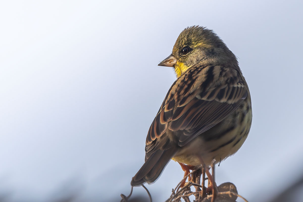 北本自然観察公園のアオジ