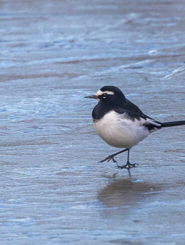 北本自然観察公園のセグロセキレイ