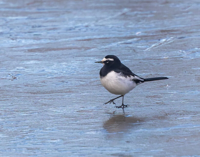 北本自然観察公園のセグロセキレイ