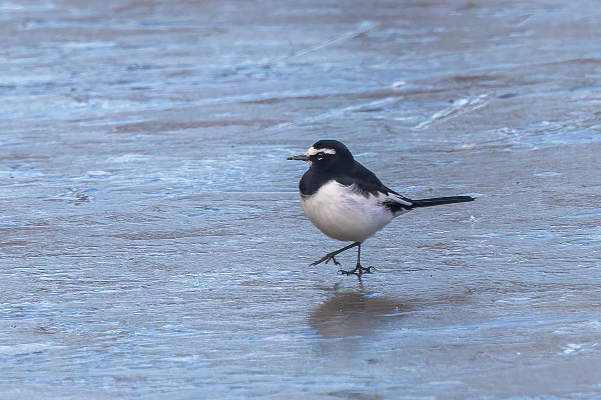 北本自然観察公園のセグロセキレイ