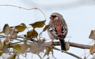 ふれあい松戸川のベニマシコ