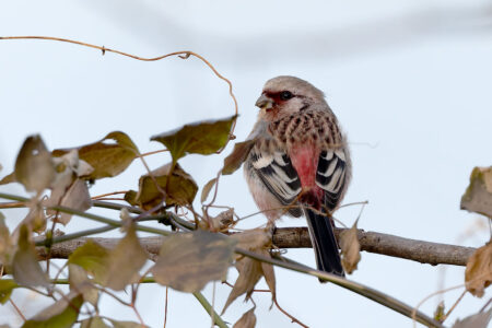 ふれあい松戸川のベニマシコ