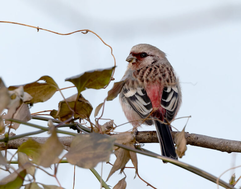 ふれあい松戸川のベニマシコ