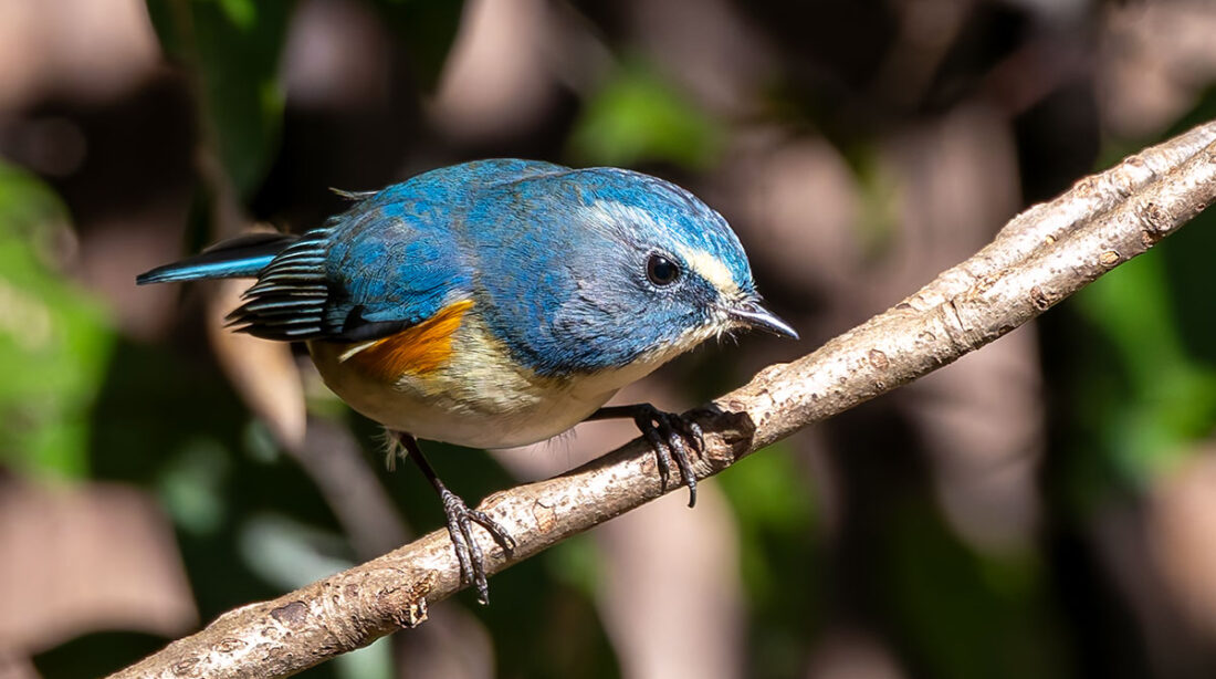 里見公園のルリビタキ