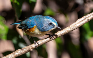 里見公園のルリビタキ