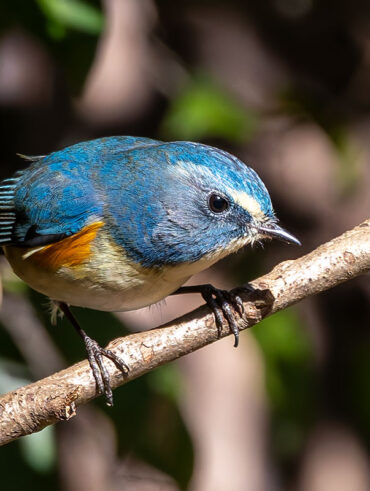 里見公園のルリビタキ