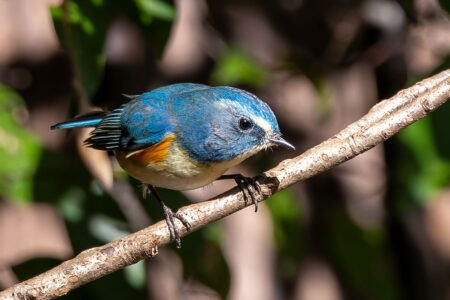 里見公園のルリビタキ