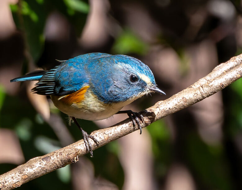 里見公園のルリビタキ