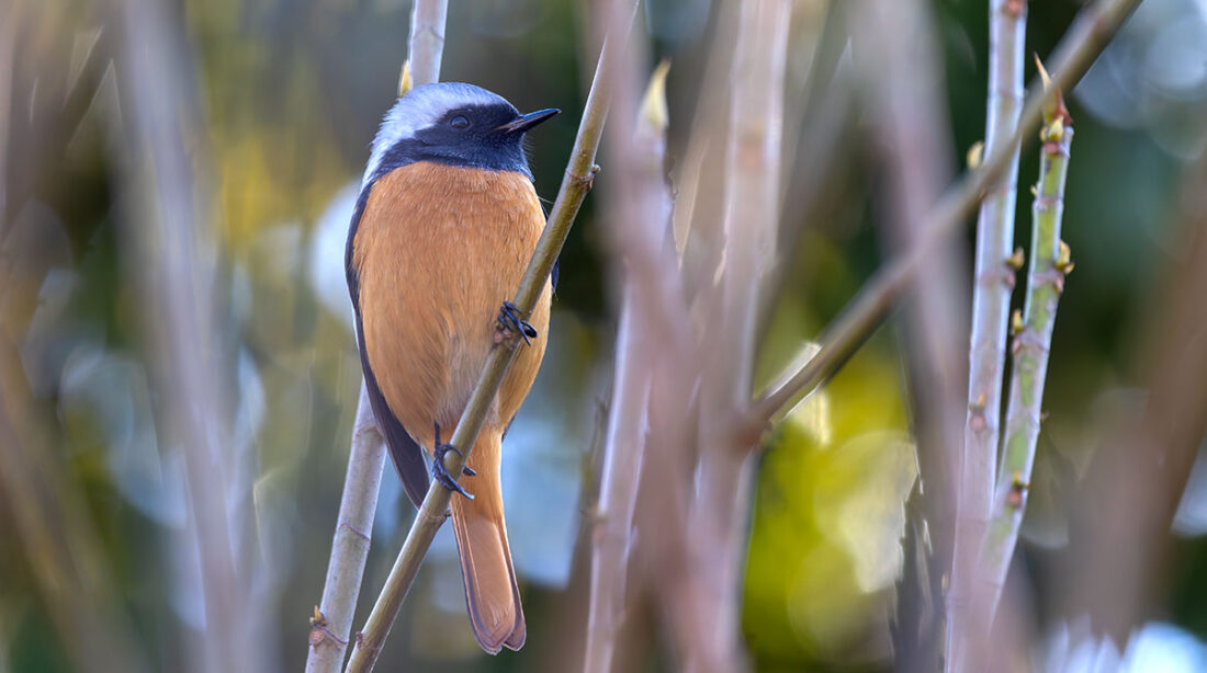 小池公園のジョウビタキ