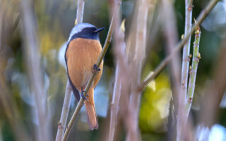 小池公園のジョウビタキ