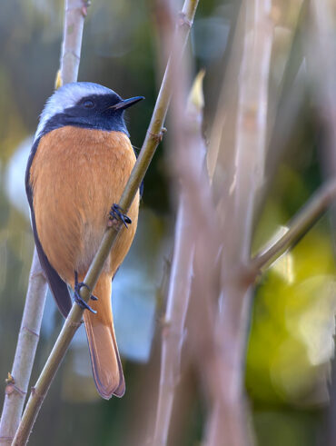 小池公園のジョウビタキ