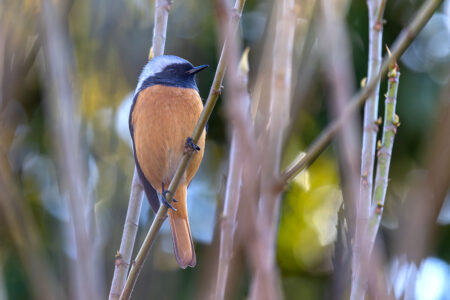 小池公園のジョウビタキ