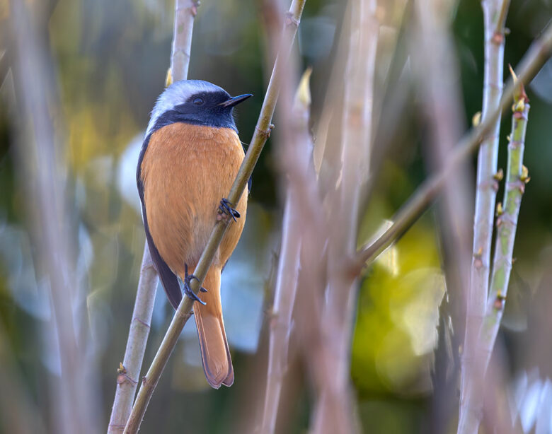 小池公園のジョウビタキ