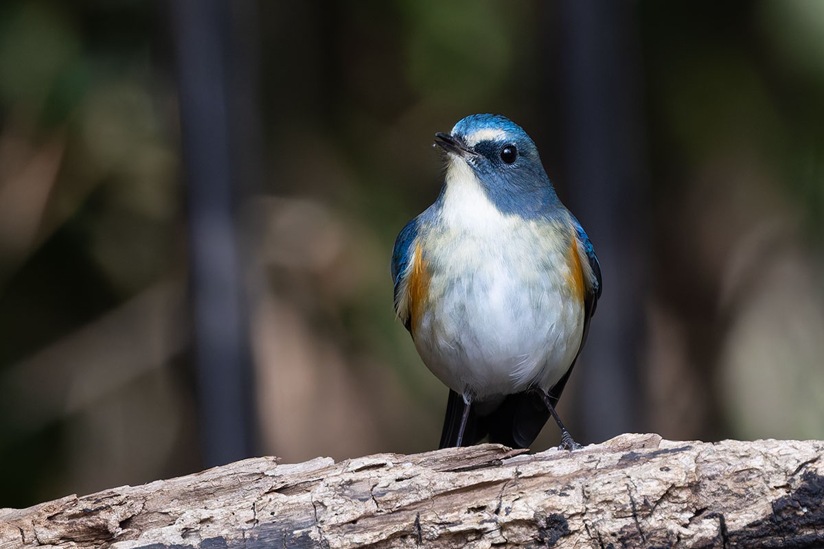 里見公園のルリビタキ