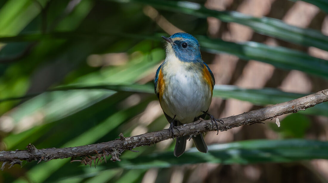 里見公園のルリビタキ