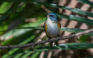 里見公園のルリビタキ