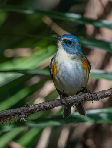 里見公園のルリビタキ