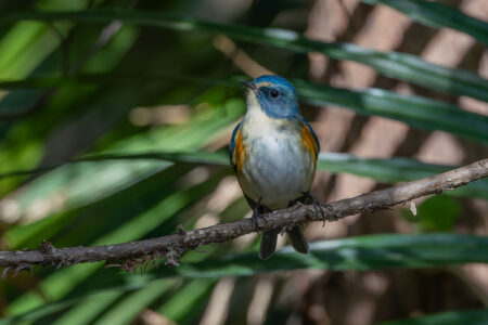 里見公園のルリビタキ