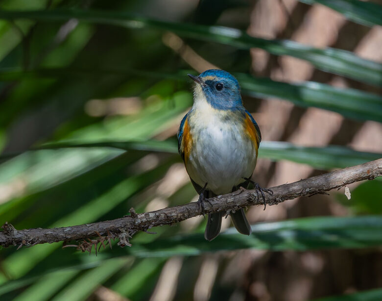 里見公園のルリビタキ