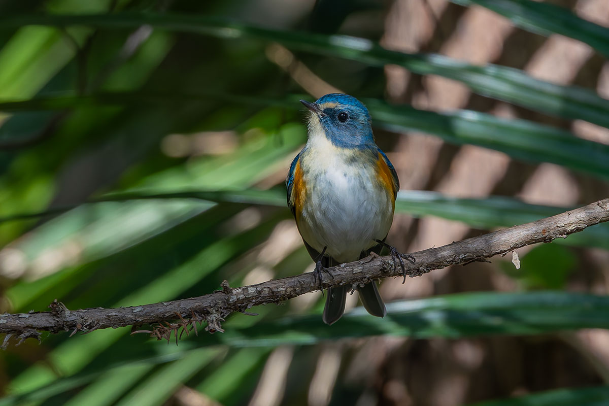 里見公園のルリビタキ