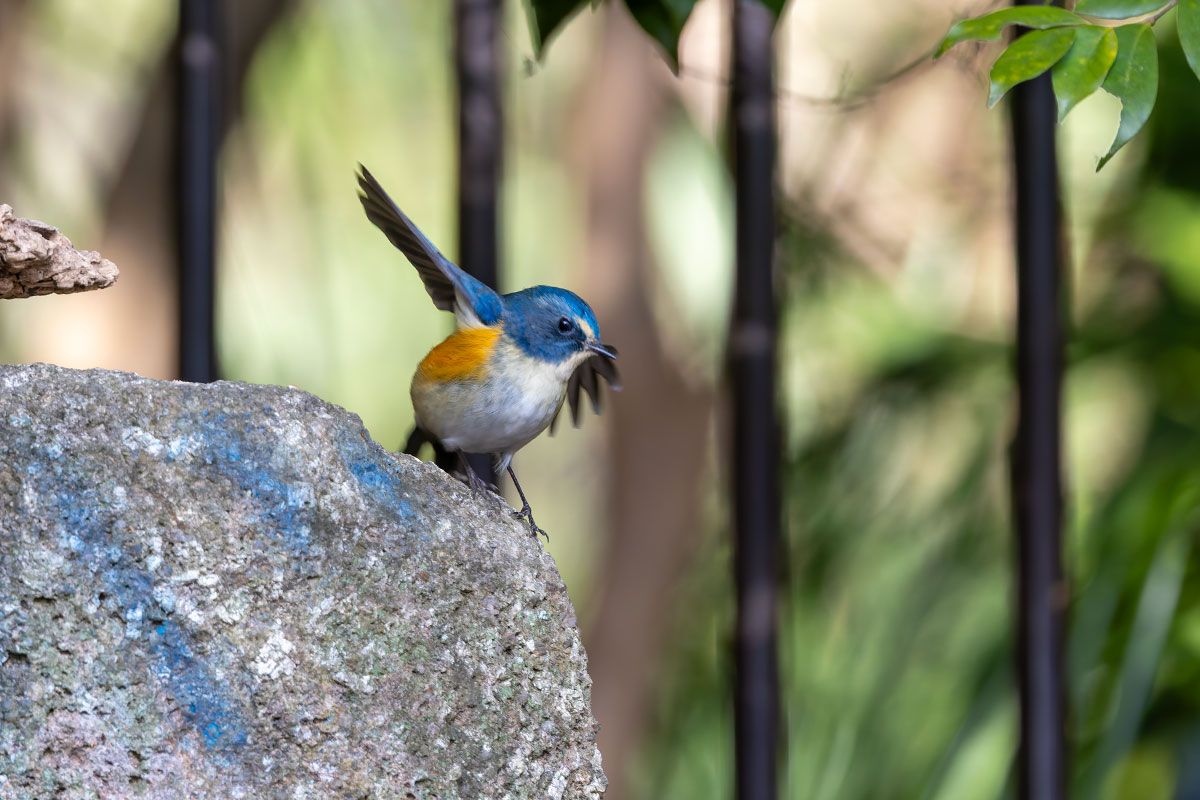 里見公園のルリビタキ