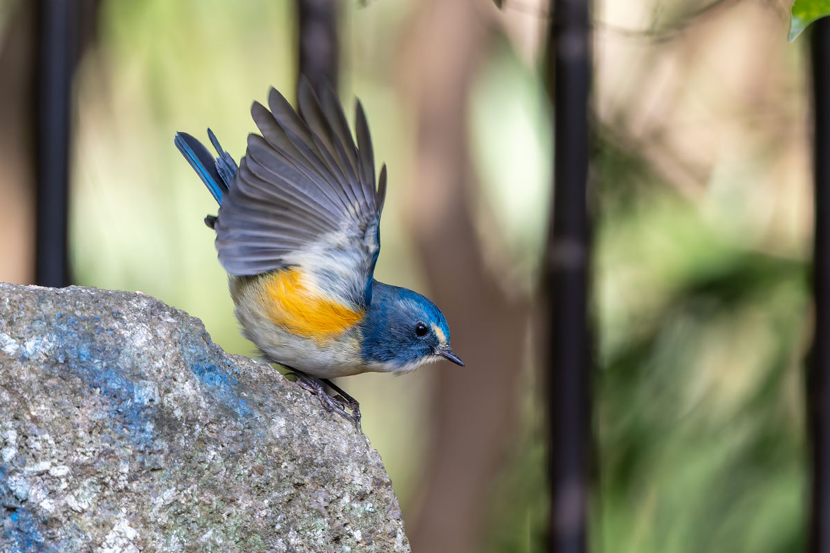 里見公園のルリビタキ