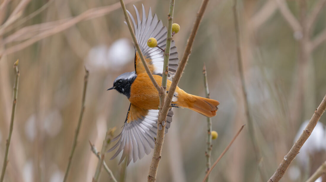 小池公園のジョウビタキ
