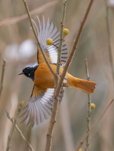 小池公園のジョウビタキ