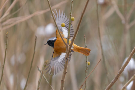 小池公園のジョウビタキ