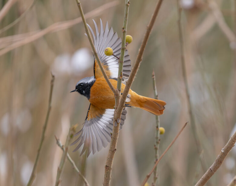 小池公園のジョウビタキ