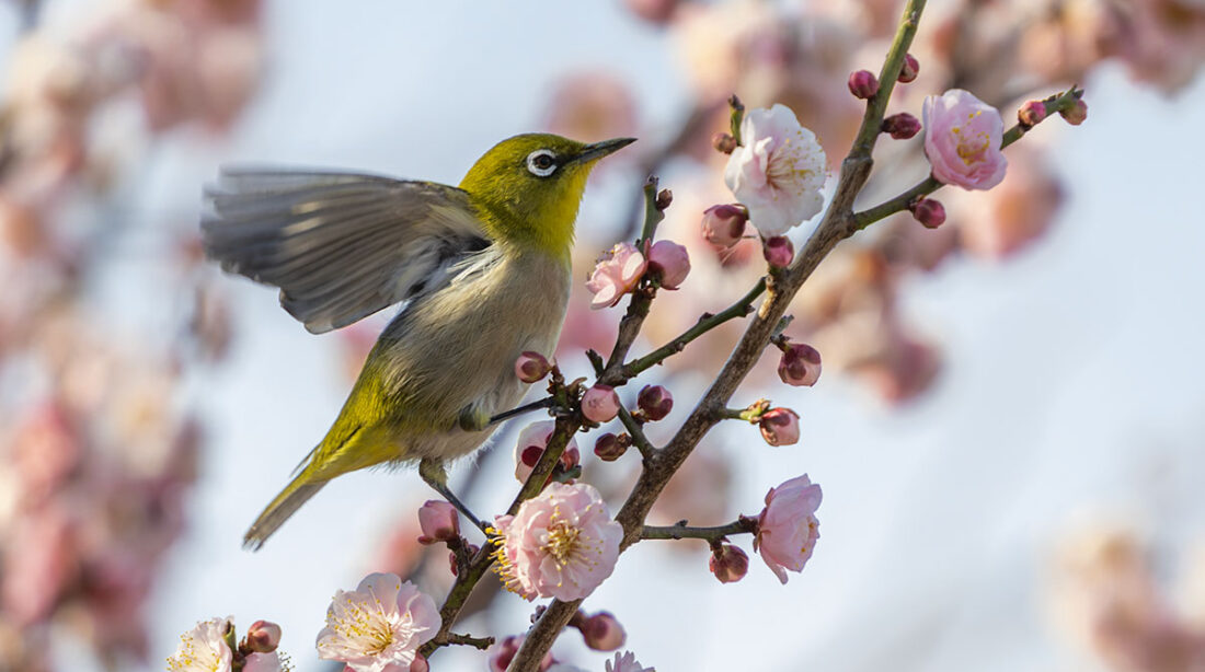 小池公園のメジロ