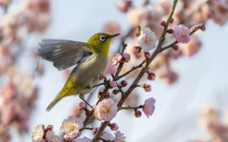 小池公園のメジロ