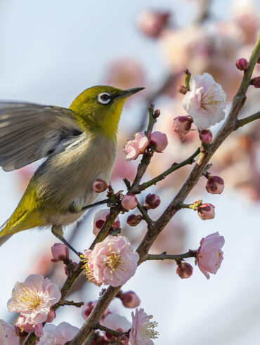 小池公園のメジロ