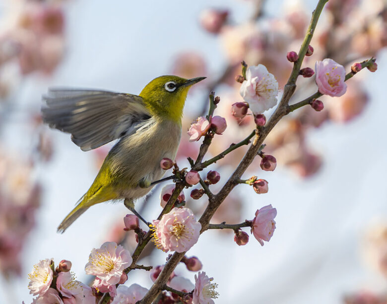 小池公園のメジロ