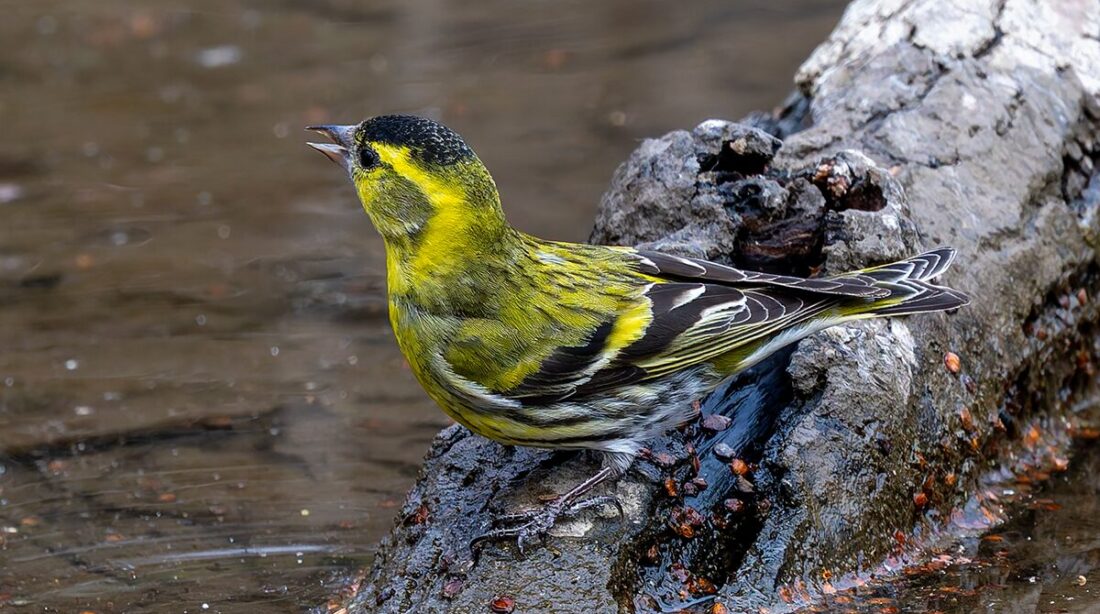 秋ヶ瀬公園のマヒワ