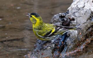 秋ヶ瀬公園のマヒワ