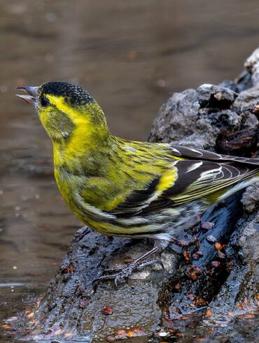 秋ヶ瀬公園のマヒワ